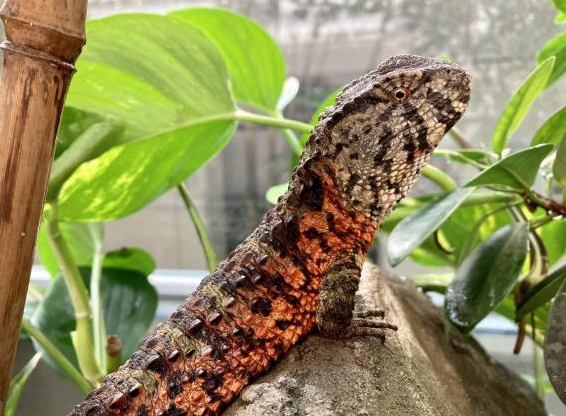 Krokodilschwanzechsen, Shinisaurus crocodilurus NZ