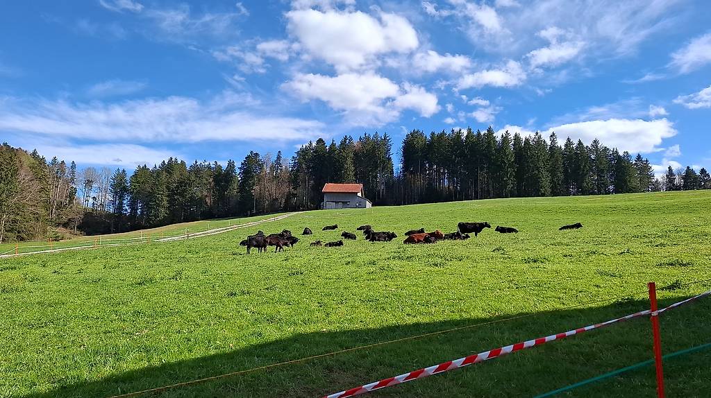 Diverse Dexter Kühe mit Kälber und Rinder