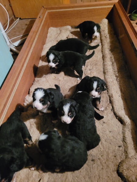 Härzige Bernersennen Welpen