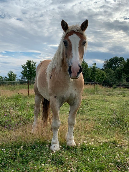Kaltblut, 6jährig zu verkaufen