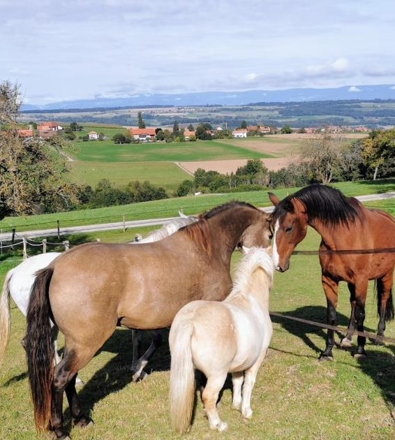 Tolle Gelegenheit französisch zu lernen und mit Pferde zu leben