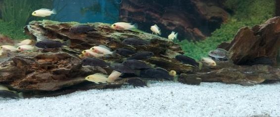 Junge Malawi Buntbarsche, rot/pink/gelb/schwarz/dunkelblau