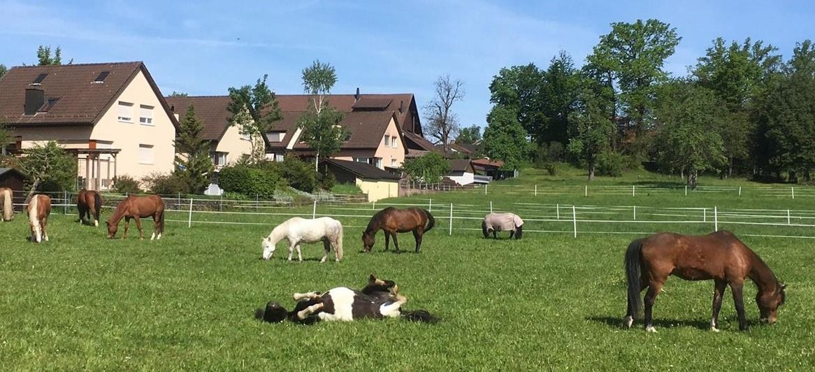 Offene Stelle: Kinderreitlehrerin gesucht auf Ponyhof