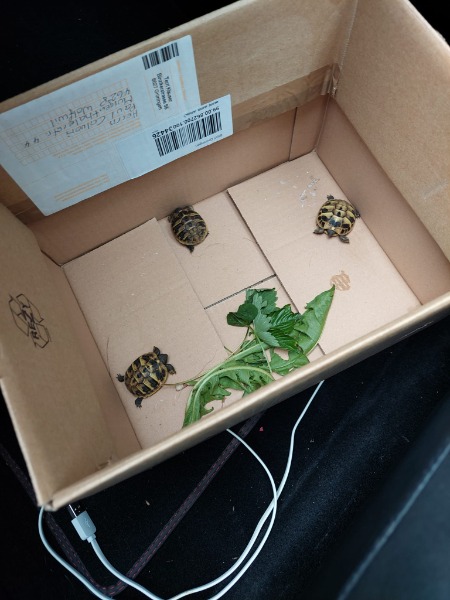 Baby Schildkröten abzugeben