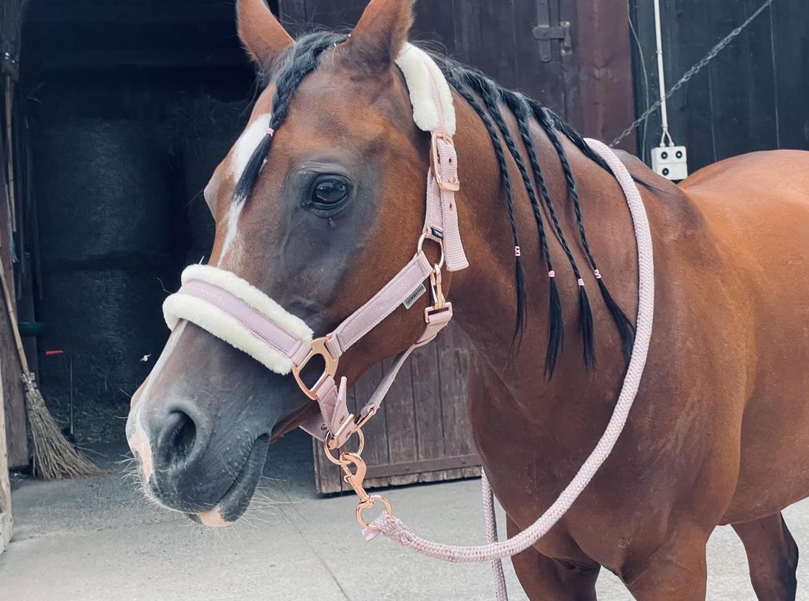 Liebe & menschenbezogene Araber Stute zu verkaufen