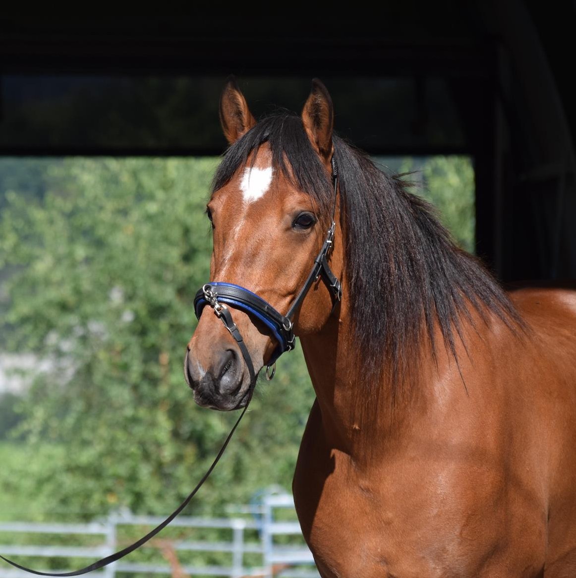 Freiberger Wallach, ein Allrounder & Verlasspferd zu verkaufen