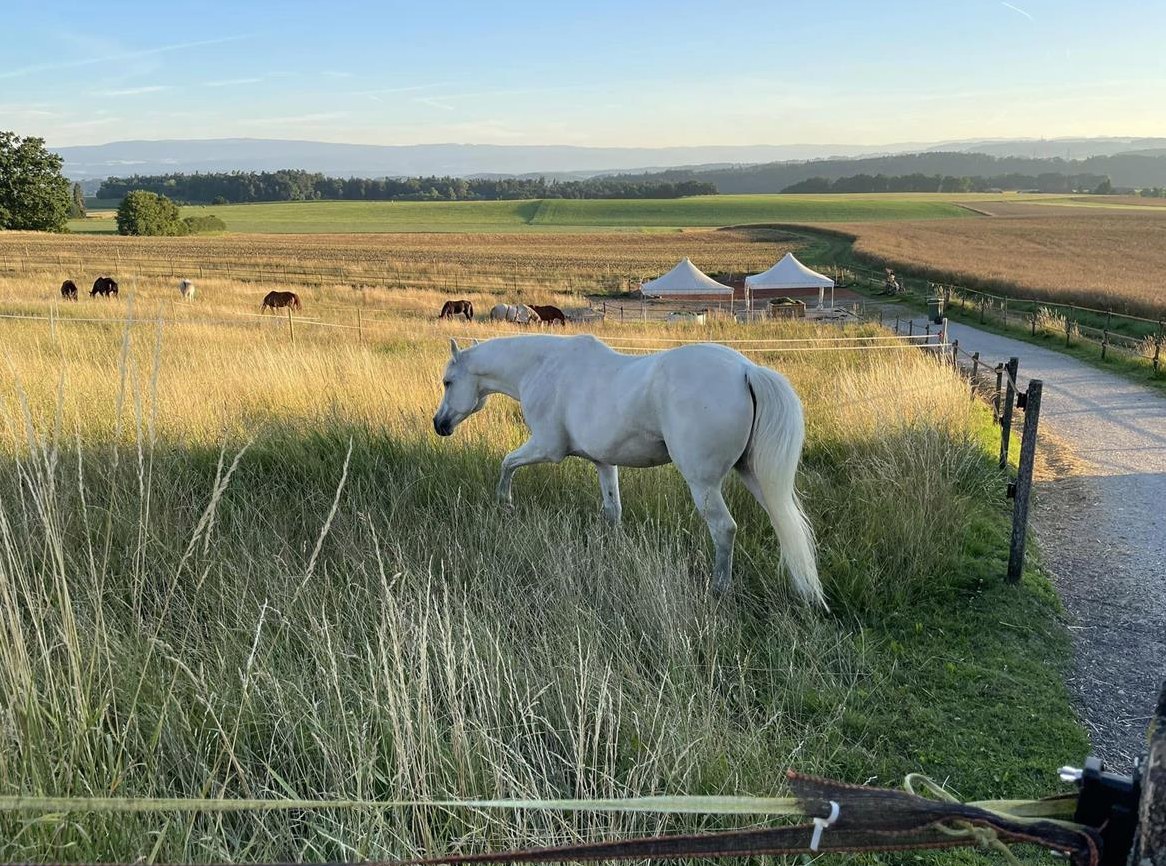 Pferde Plätze frei in Paddock Trail in Uttewil bei Bösingen, 20 Min. ab Bern