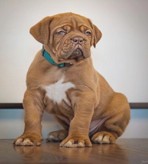 Dogue de Bordeaux Welpe