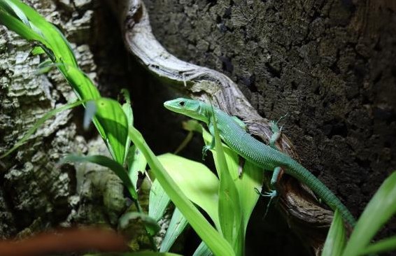 Grüne Baumeidechen, Gastropholis Prasina