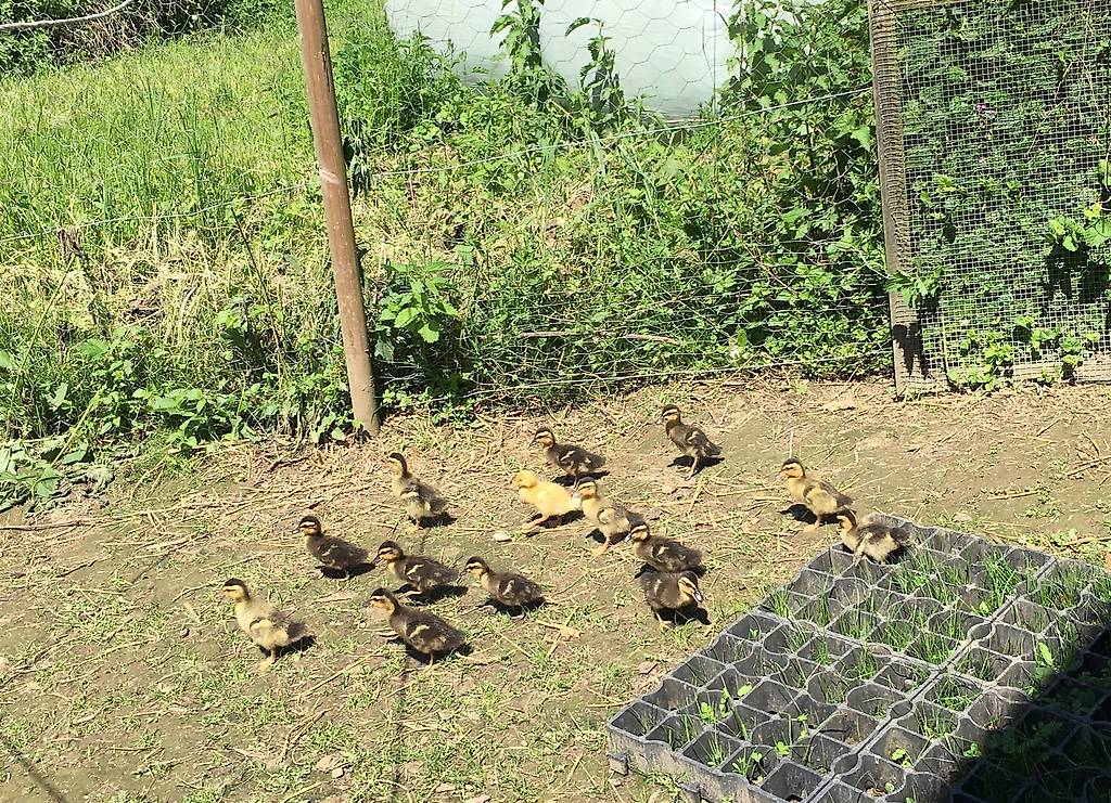 STOCKENTEN - Küken zu verkaufen