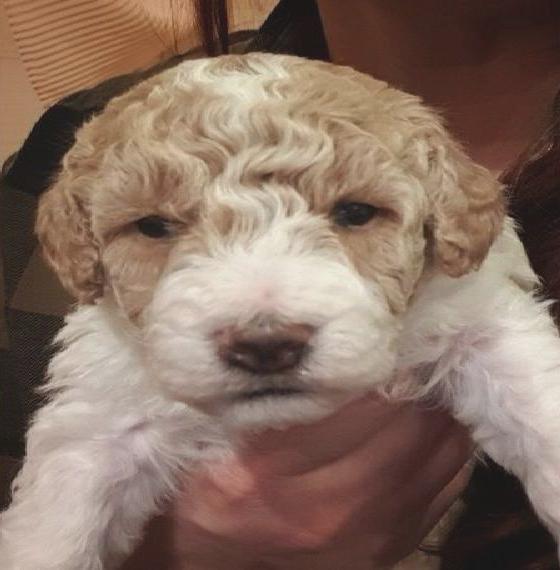 Klein und Mittelpudel-Rüden mit CharmeWundervolle Familienbegleiter suchen ein Zuhause