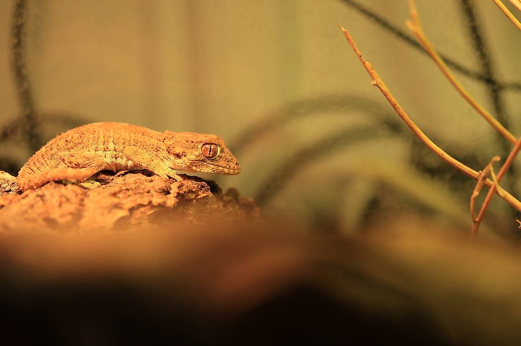 1.2 Tarentola chazaliae - Gecko casqué