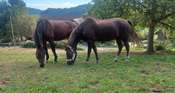 Biete Praktikum in Reitstall reiten und Turniere möglich