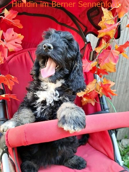 Cockerpoo Welpen (Giant-Alternative zu Golden- oder Labradoodle)