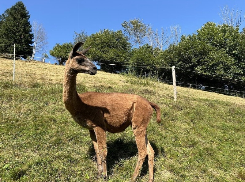 Lama Stute, 2-jährig zu verkaufen