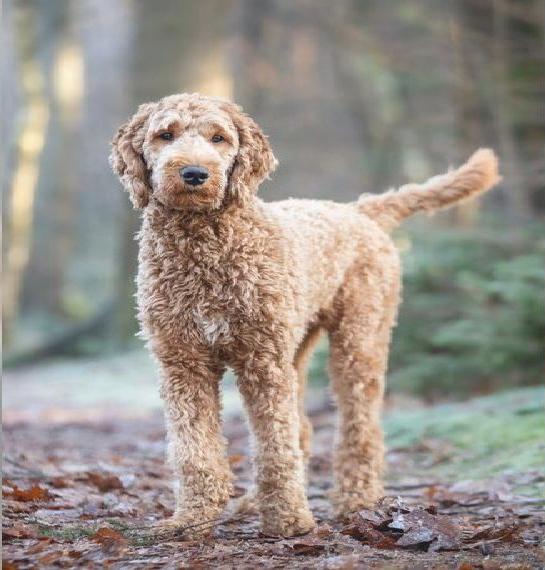 Bernedoodle F2b Welpen aus liebevoller Familienzucht