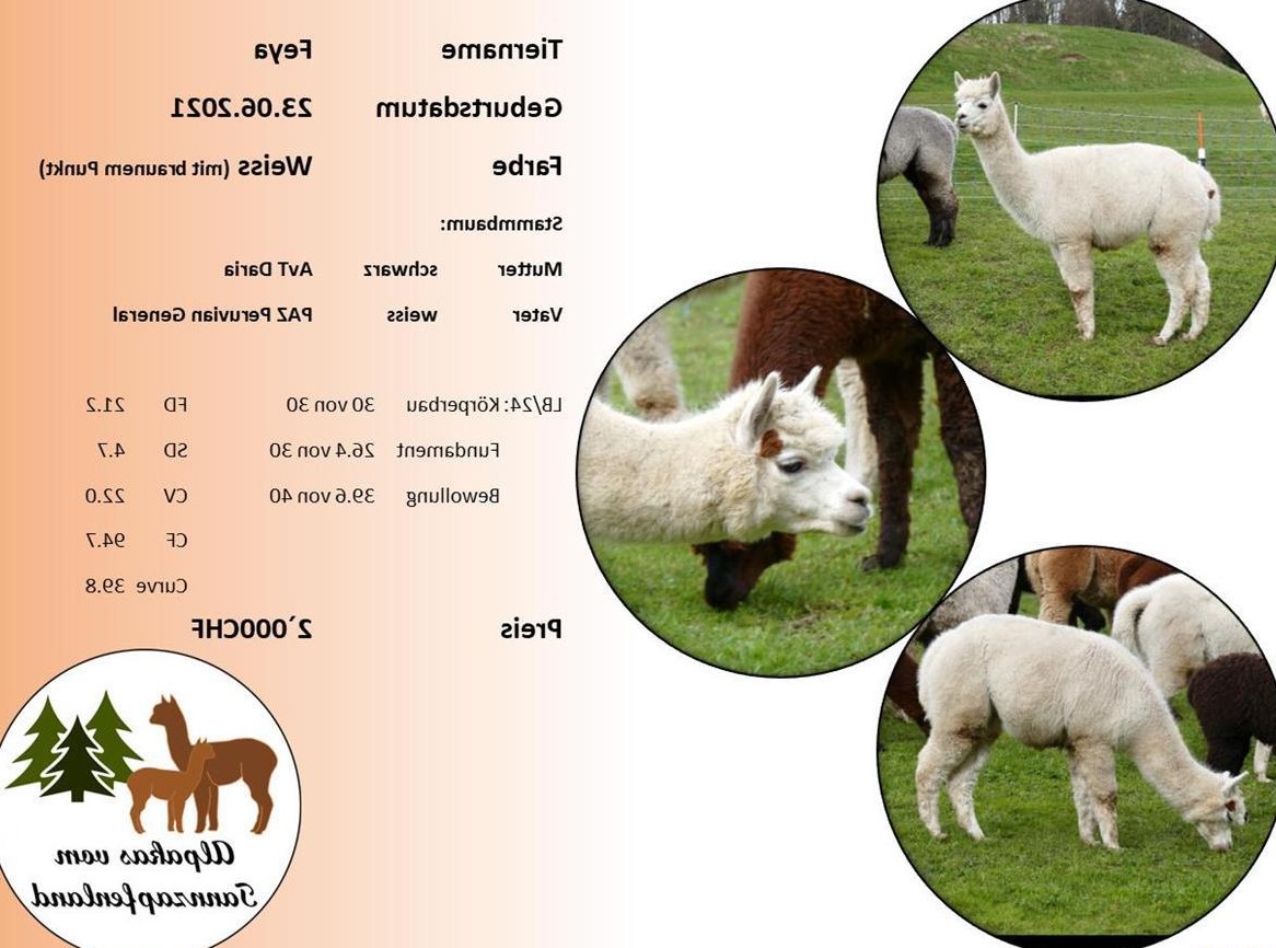 Alpaka Stute Feya zu verkaufen