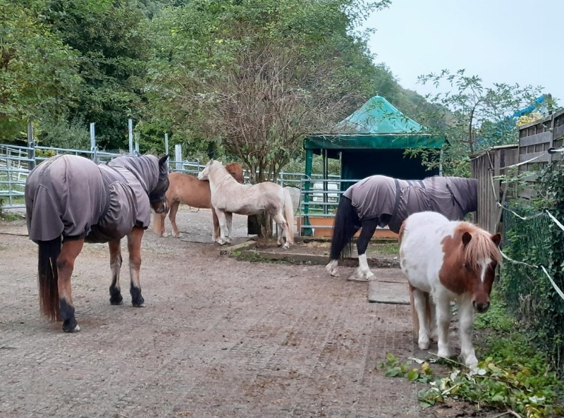 Suchen Stallhilfe 15 -20%