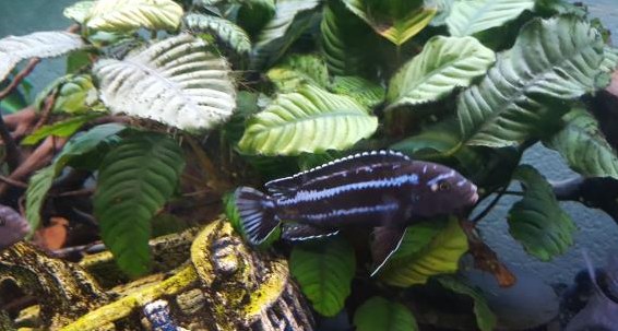 Malawi Buntbarsche Nachwuchs zu verkaufen