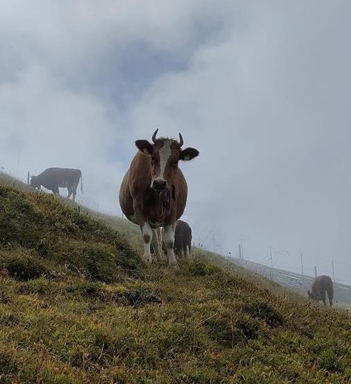 SF Nutzkühe zu verkaufen, Swiss Fleckvieh
