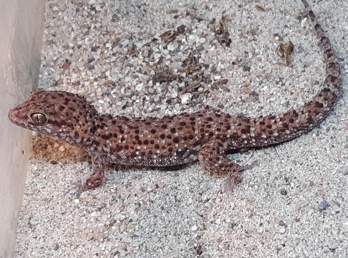 Kaktusgecko, Heteronotia binoei zu verkaufen