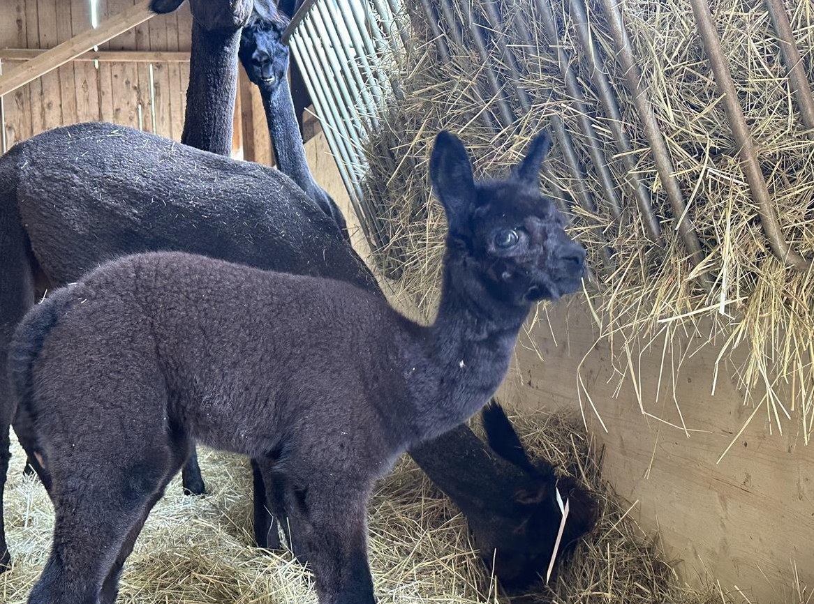 Alpaka Stute mit Fohlen zu verkaufen