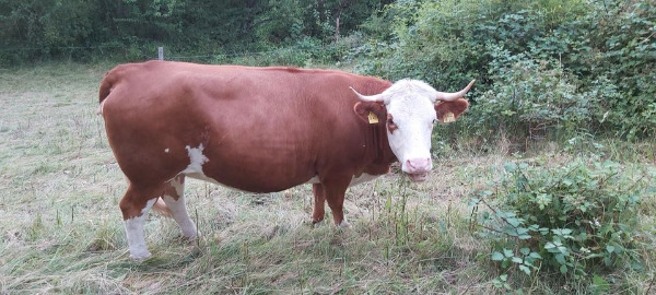 Hinterwälder Kühe / Färsen