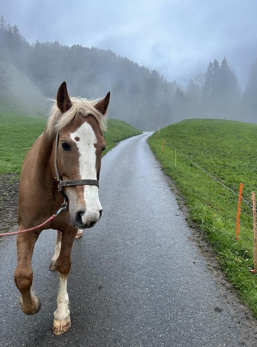 Freiberger Wallach Nebro sucht ein neues Zuhause