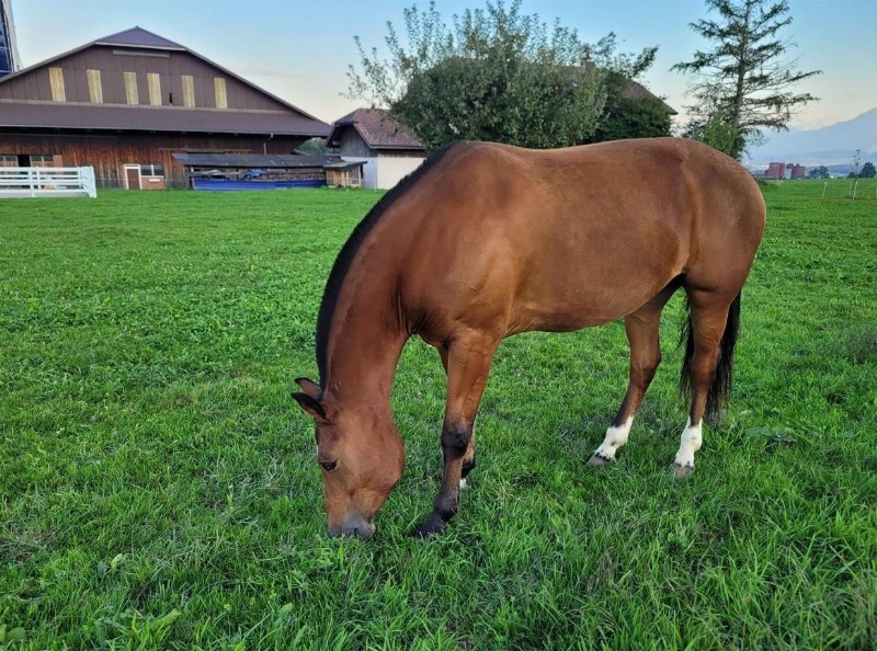 Freiberger Stute JUWELA ist wirklich ein Juwel