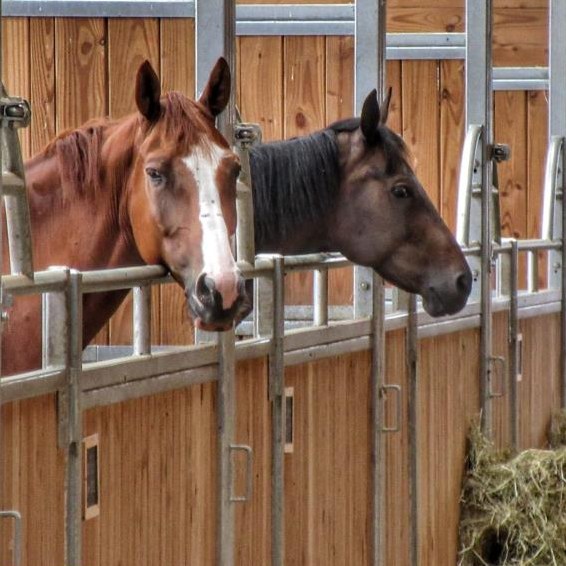 Aushilfe in Frankreich nahe CH-Grenze für 2-3 Monate gesucht