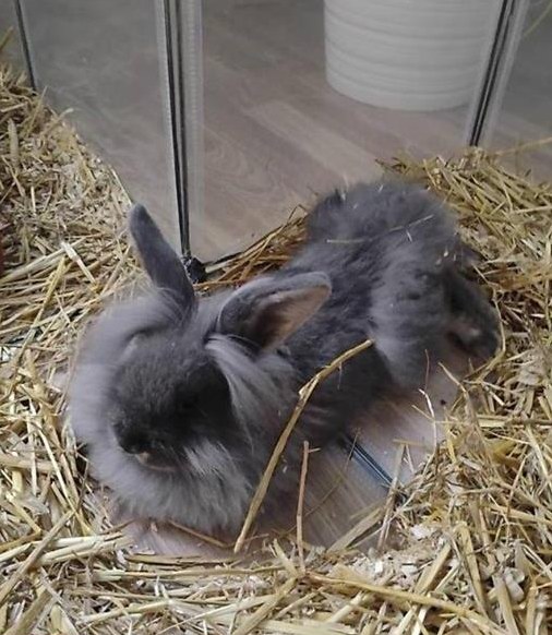 Löwenkopf Zwergkaninchen und Meerschweinchen