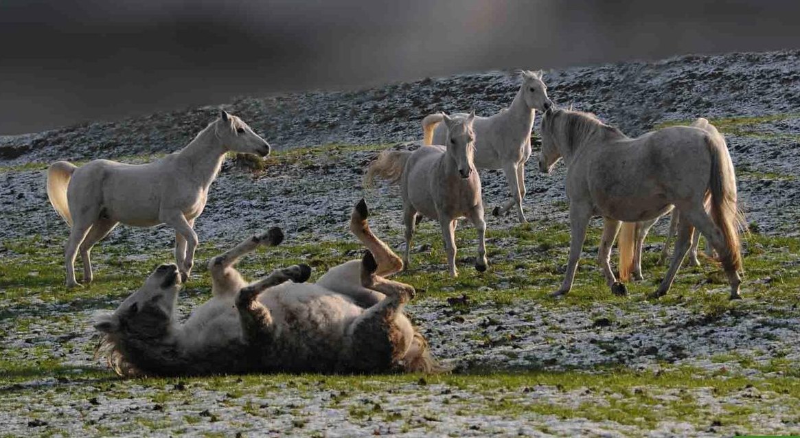 Stallhilfe Job in Pferdestall, Nähe Frauenfeld