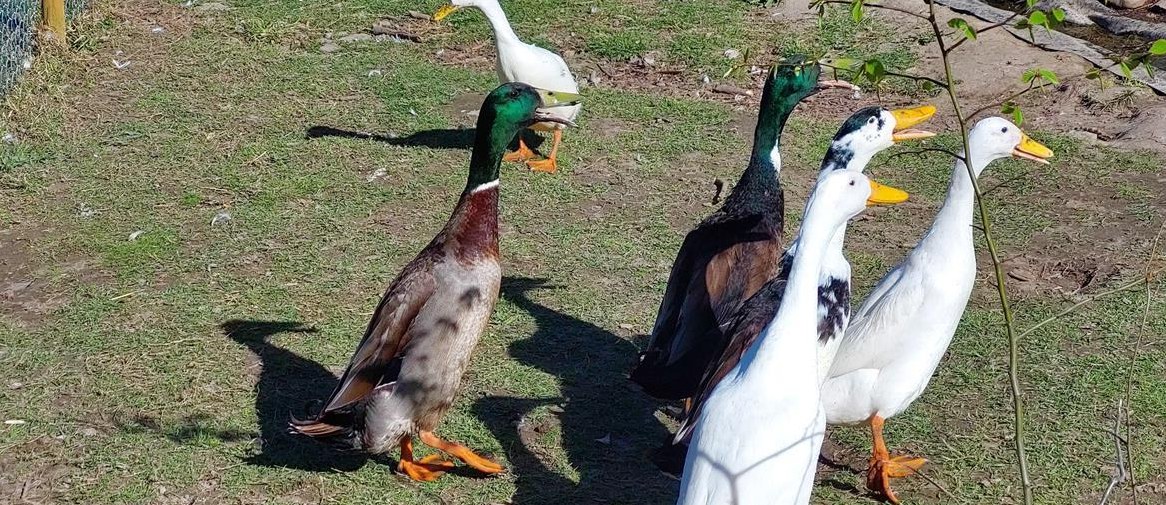 Laufenten Erpel suchen neuen Teich