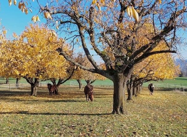 Stallhilfe & Spazierbeteiligung gesucht - Fit mit Pferd