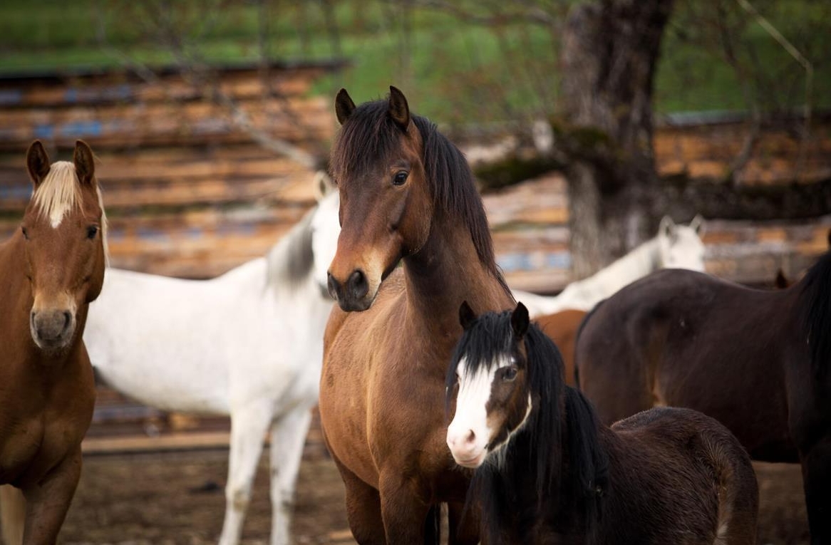 Pferdepark sucht Stallmitarbeiter/in, Region Atzmännig