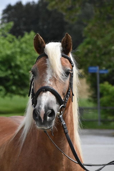 Haflinger Hafi Stute Freizeitpferd Geländepferd
