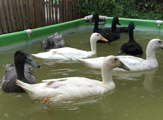 Laufenten (Jungtiere) abzugeben