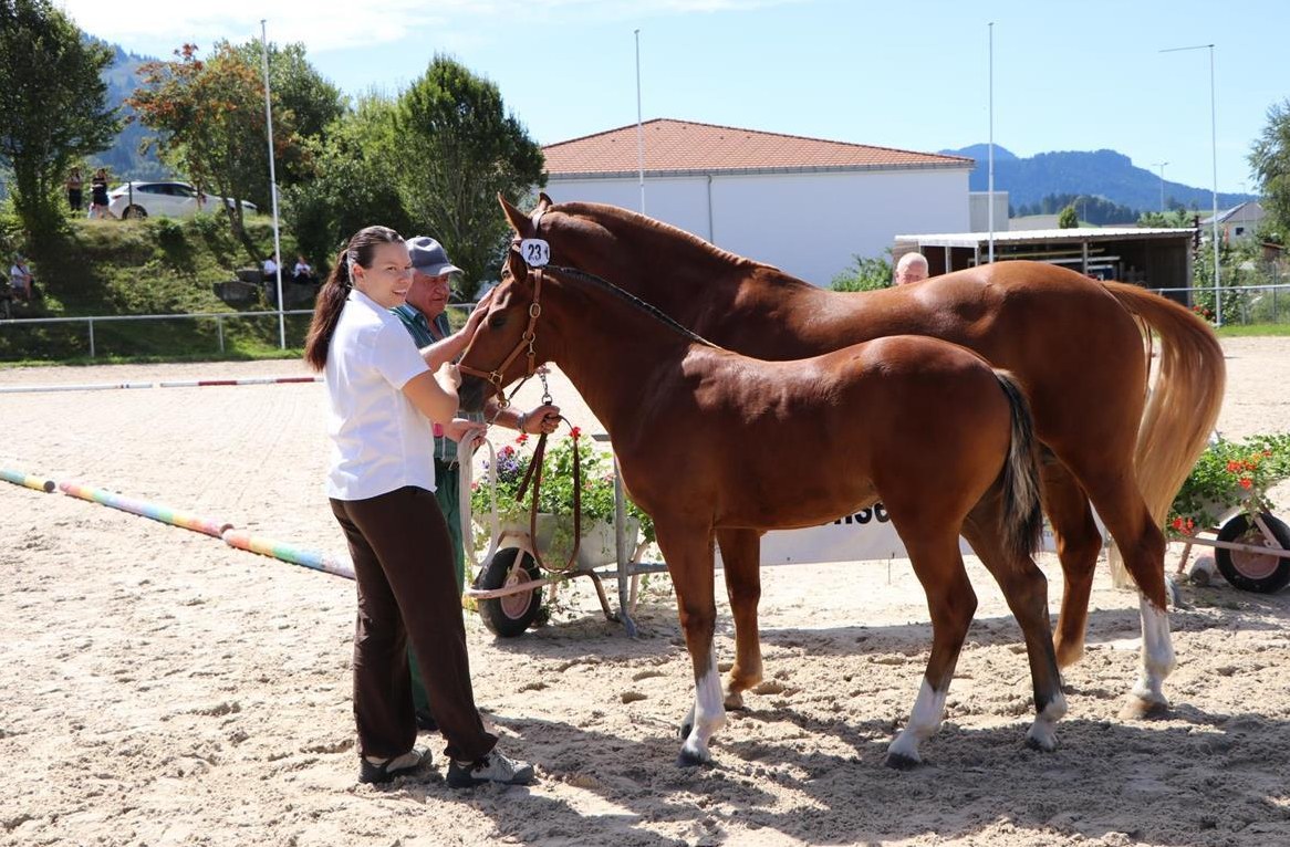 Freiberger Stutfohlen zu verkaufen