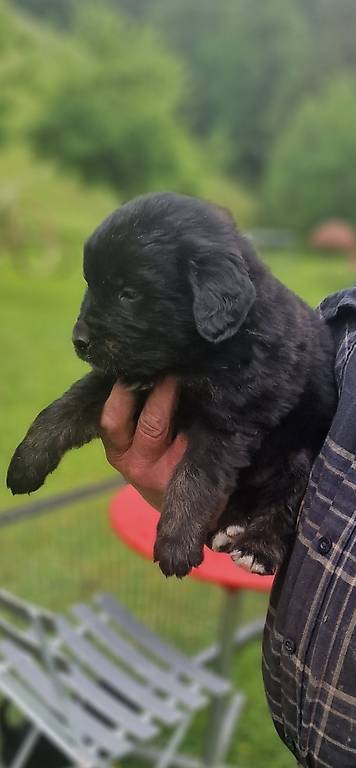 Goldenretriver Mischlingwelpen