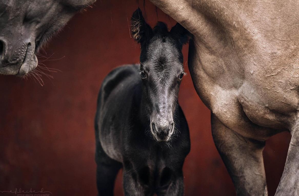 Quarter Stutfohlen zu verkaufen