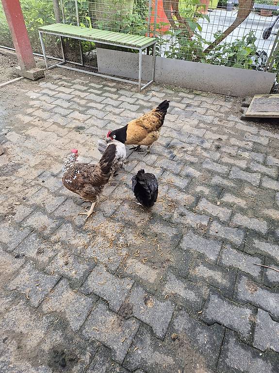 5 Hühner gratis an schönen Platz