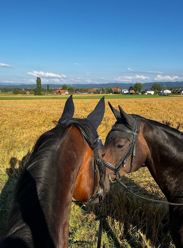 Reitbeteiligung für 2 Pferde