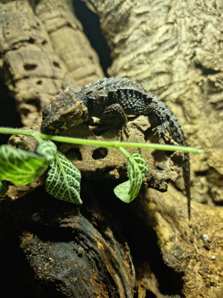 Buschkrokodil aus Hobbyzucht abzugeben