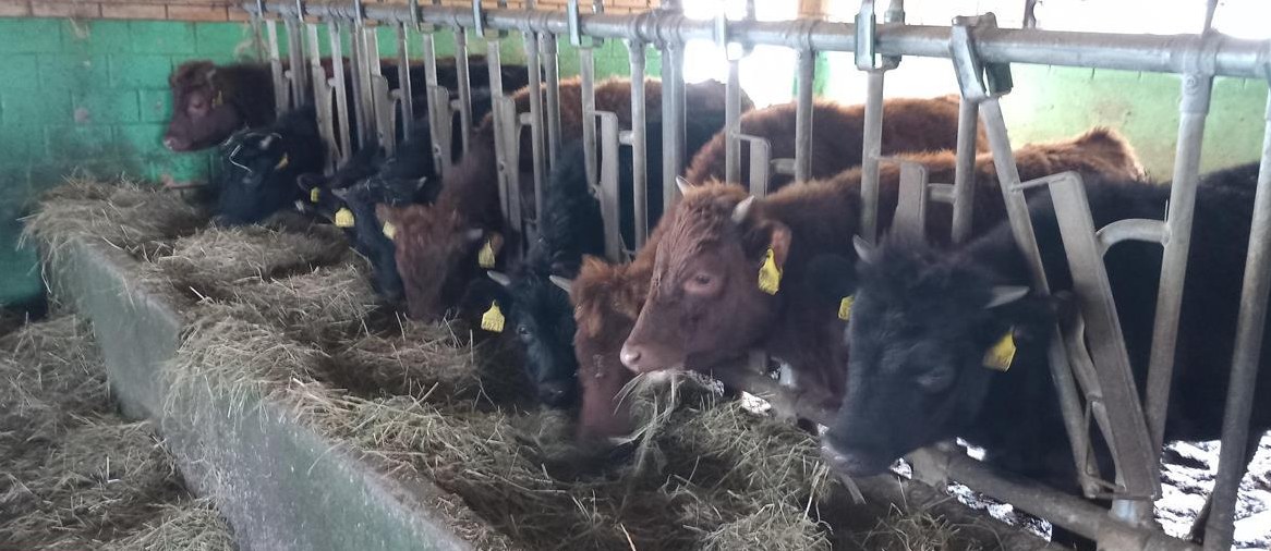 Dexter Rinder und Kühe mit Horn, dun & schwarz