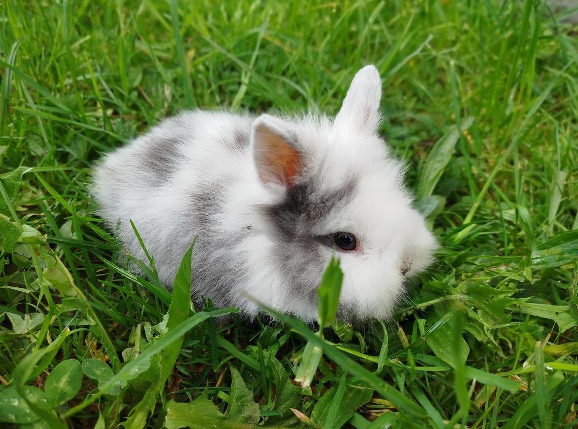 Junge Löwenköpfli Zwergkaninchen suchen ein Zuhause