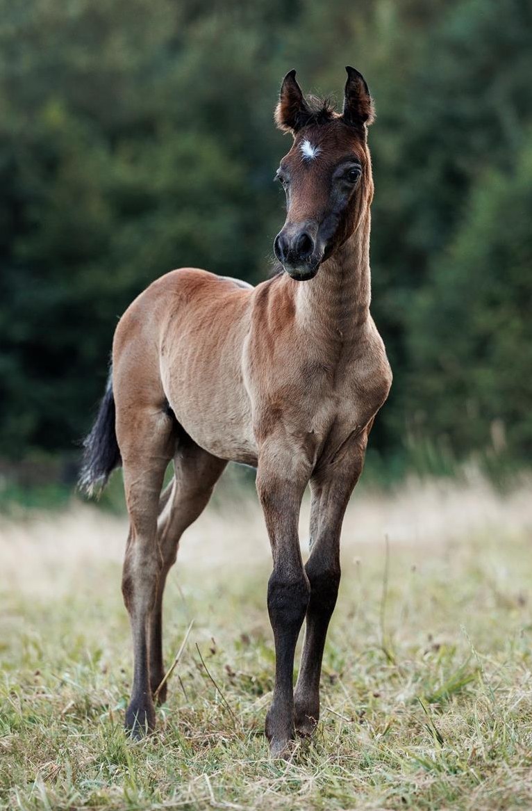 Typvolles Hengstfohlen rein ägyptischer Abstammung
