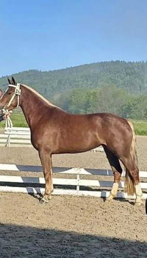 Freiberger Stute, Dunkelfuchs