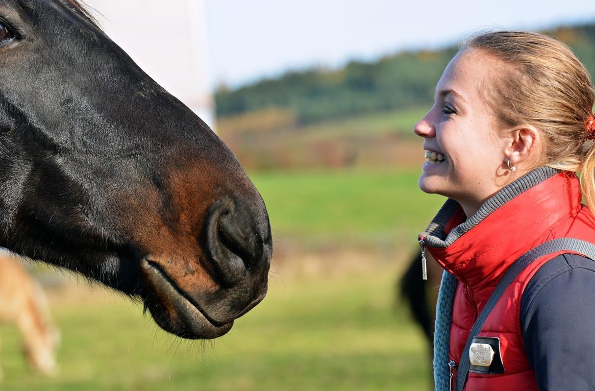 Praktikum mit Pferden, Vollzeit, mindestens 4 Monate, ab September