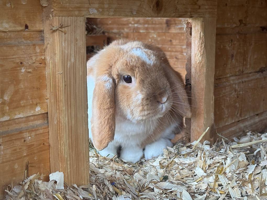 Zwergkaninchen ganz alleine