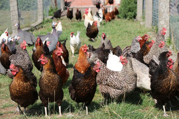 Hühner, Enten, Gänse